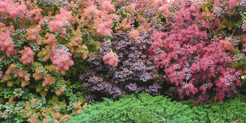 Cotinus